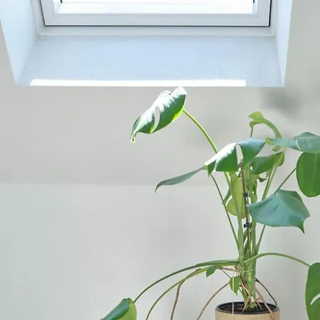 Noah's Ark Klitmøller